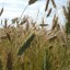 Информация о проделанной работе филиала ФГБУ «Россельхозцентр» по Саратовской области по мониторингу распространения вредных организмов, карантинных для стран-импортеров зерна на 2020 год
