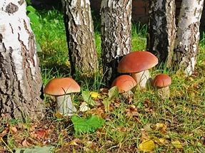 Об отравлении грибами и мерах профилактики