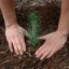 В Саратовской области в 2020 году восстановлено 224 % территории леса