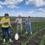 О мониторинге посевов сельскохозяйственных культур в Лысогорском и Калининском районах Саратовской области 1