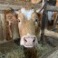 О вакцинации крупного рогатого скота против заразного узелкового (нодулярного) дерматита