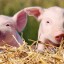 ​Памятка населению по профилактике африканской чумы свиней