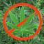 Об ответственности за непринятие мер по уничтожению дикорастущих наркотикосодержащих растений