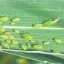 Отдел защиты растений филиала ФГБУ «Россельхозцентр» по Саратовской области сообщает, что на посевах озимых зерновых культур отмечается заселение большой злаковой тлей