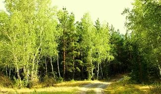 Приказ министерства природных ресурсов и экологии Саратовской области "Об ограничении пребывания граждан в лесах"