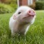 Ветеринарные правила содержания свиней в целях их воспроизводства, выращивания и реализации