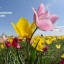 II этнокультурный природоохранный Фестиваль тюльпанов пройдет 22 и 23 апреля