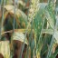 Отдел защиты растений филиала ФГБУ «Россельхозцентр» по Саратовской области о болезнях озимых зерновых культур